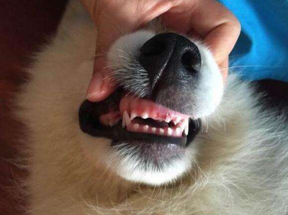 狗狗掉牙和换牙期间应该注意什么 正确护理攻略