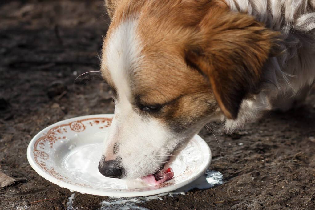 维维豆奶粉狗狗能喝吗 还在给你家狗狗乱喝奶粉吗？
