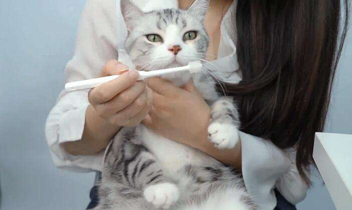 猫需要刷牙吗