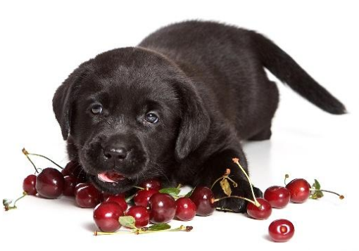 狗狗可以吃樱桃肉吗 狗狗吃樱桃肉