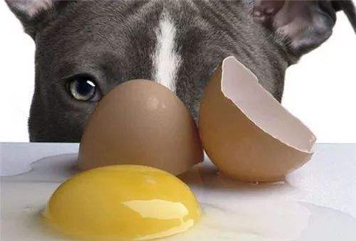 狗可以吃生鸡蛋液吗