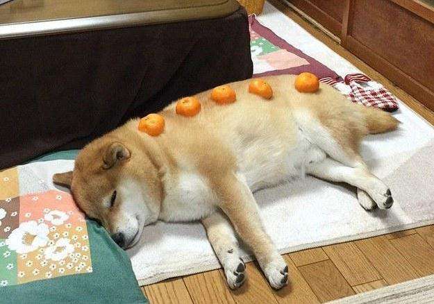 狗能吃橘子皮吗为什么
