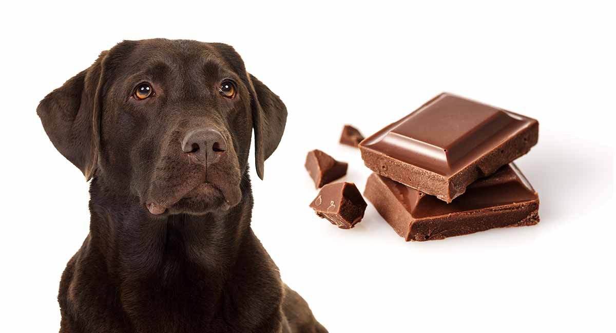 小狗吃巧克力会不会死