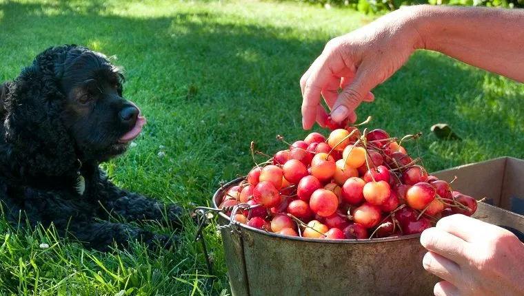 狗狗能吃姑娘果吗