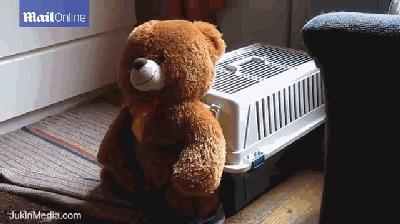 玩具熊狗多少钱(玩具熊狗图片)