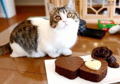 猫咪叫巧克力  猫咪巧克力膏吃多了会怎么样