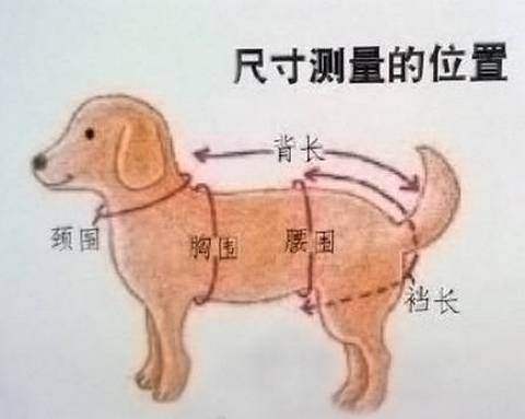 狗狗胸围如何测量