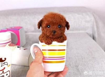 茶杯成年贵宾犬多少重