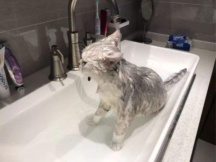 猫多大可以洗第一次澡