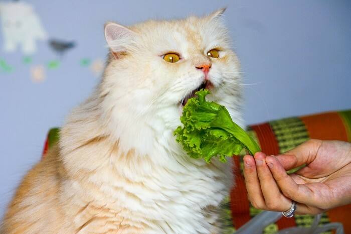 猫可以吃生菜吗