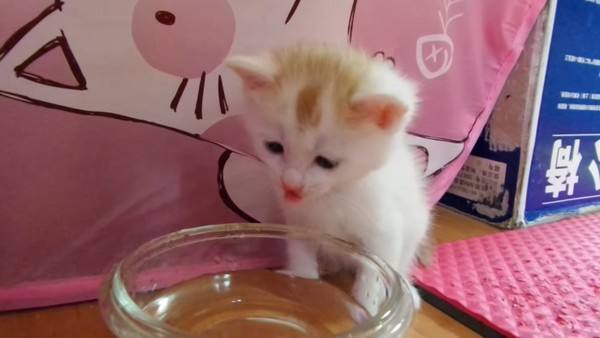 小猫多大会自己舔水喝