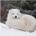 宠物白狐狸，宠物白狐狸名字