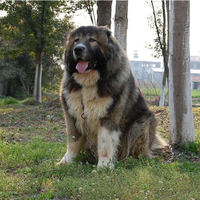 苏联高加索犬(俄罗斯高加索犬)