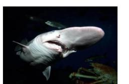 哥布林鲨鱼  哥布林鲨鱼图片