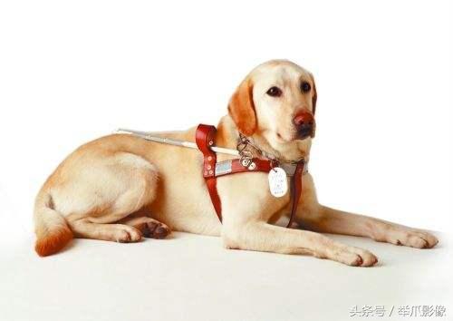中国哪里可以申请导盲犬？什么条件可以申请导盲犬