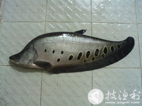 东洋刀鱼(东洋刀鱼图片)