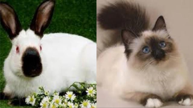 蓝眼白猫是什么品种？蓝猫是什么品种