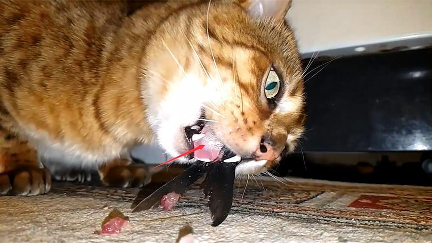 猫咪吃鱼会被鱼刺卡到吗？猫咪吃鱼怕不怕鱼刺