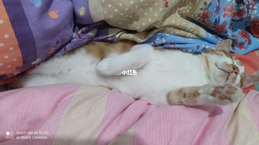 猫睡觉打呼噜是怎么回事猫睡觉打呼噜的原因