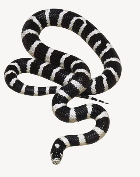 喜玛拉雅白头蛇价格_喜玛拉雅白头蛇是国家几级保护动物