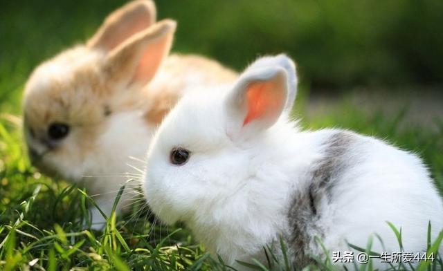 兔子的英文单词(兔子的英文单词怎么写?怎么念?)
