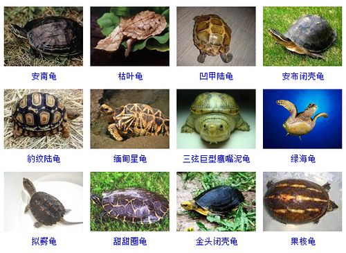 龟的种类大全(龟的种类及图片大全 图解)