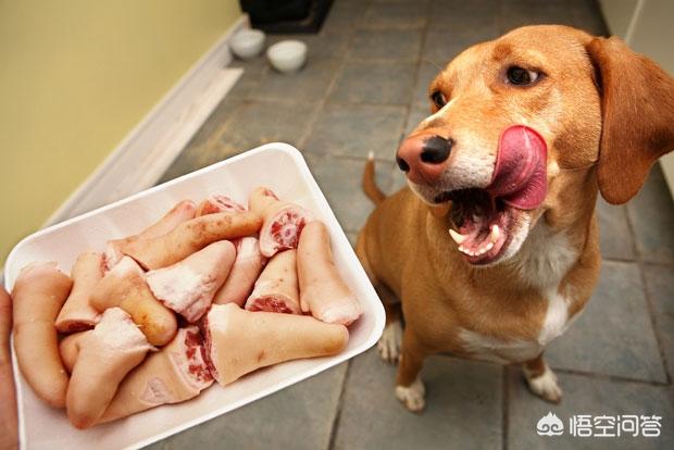 狗狗吃什么肉好(狗狗吃什么肉好)