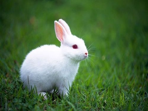 兔子的生活习性_兔子的特点