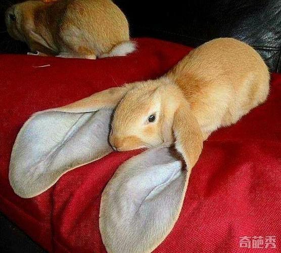 兔子耳朵的特点和作用(兔子耳朵的特点和作用二年级)