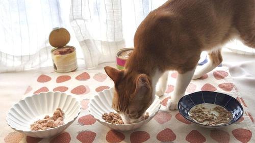 猫咪的主食吃什么？猫咪主食可以吃什么