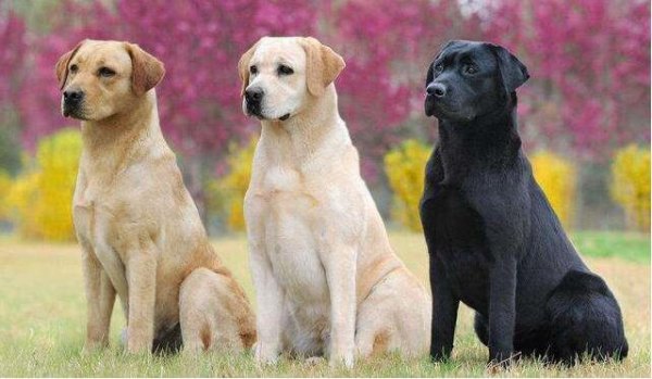 纯种的拉布拉多狗是什么样的？纯种拉布拉多幼犬特征标准