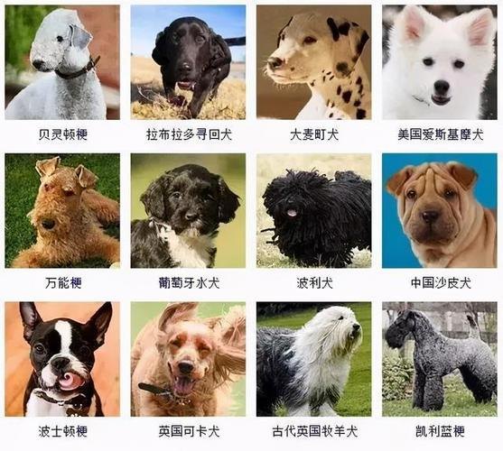 狗狗的寿命排名(狗狗寿命一览表)