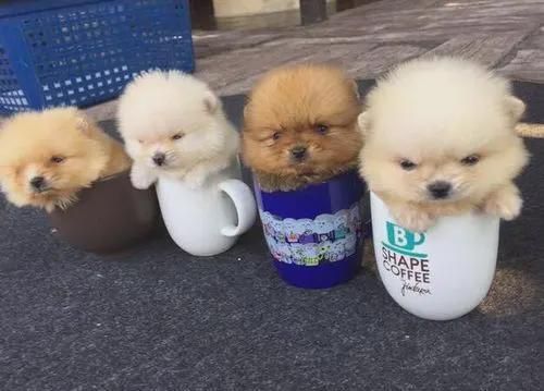 茶杯犬有多少厘米  茶杯犬多少厘米什么颜色