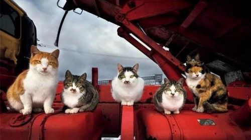 成语货车猫什么证书(一个卡车一个猫咪一个证书成语)