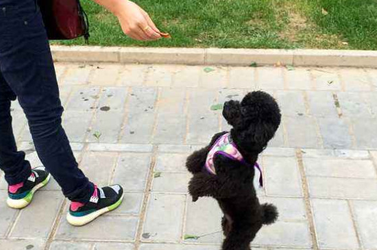 怎么训练泰迪站着走路，教泰迪犬学走路方法与教程